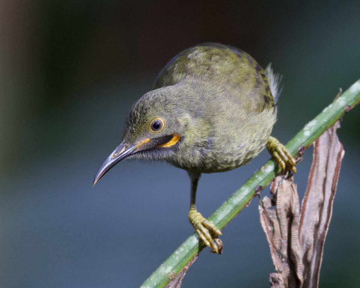 Méliphage d'Ovalau - ML643730587