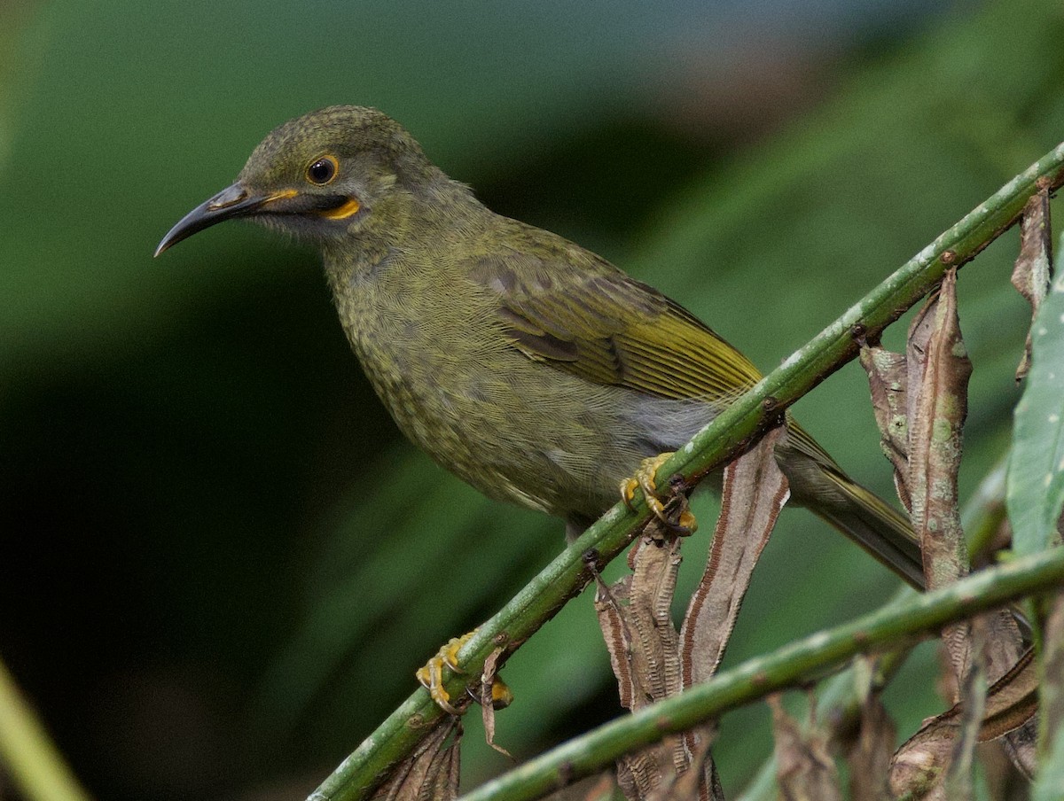 Méliphage d'Ovalau - ML643730588