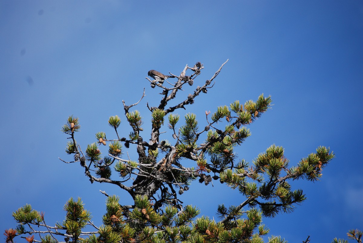 Northern Pygmy-Owl - ML643730589