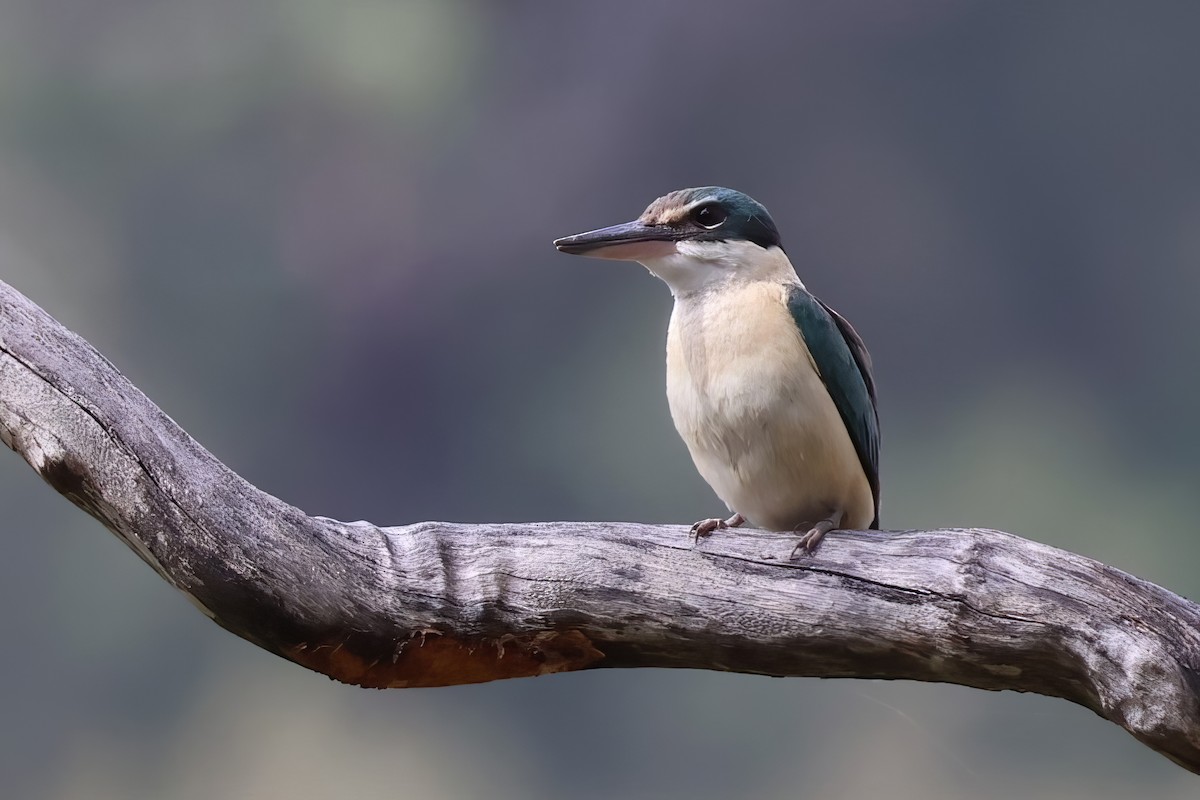 Sacred Kingfisher - ML643730590