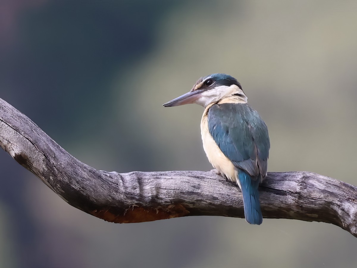 Sacred Kingfisher - ML643730592