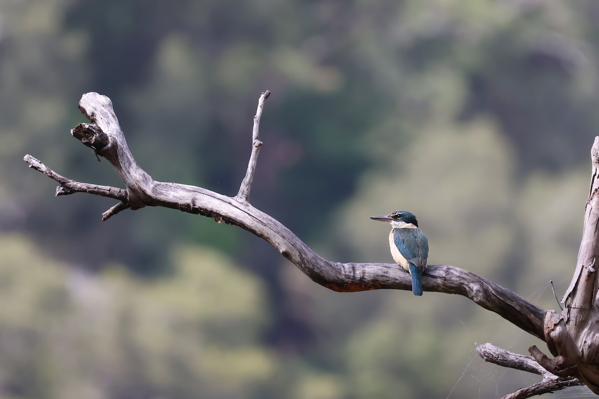 Sacred Kingfisher - ML643730593