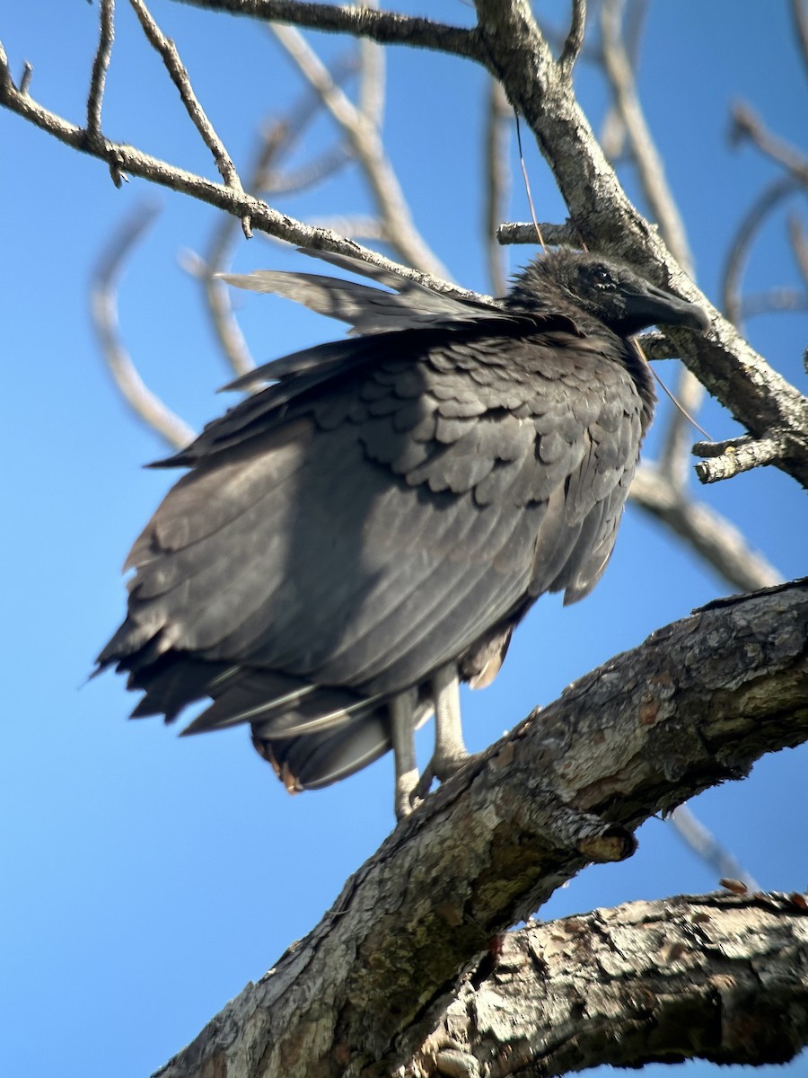 Urubu noir - ML643730600