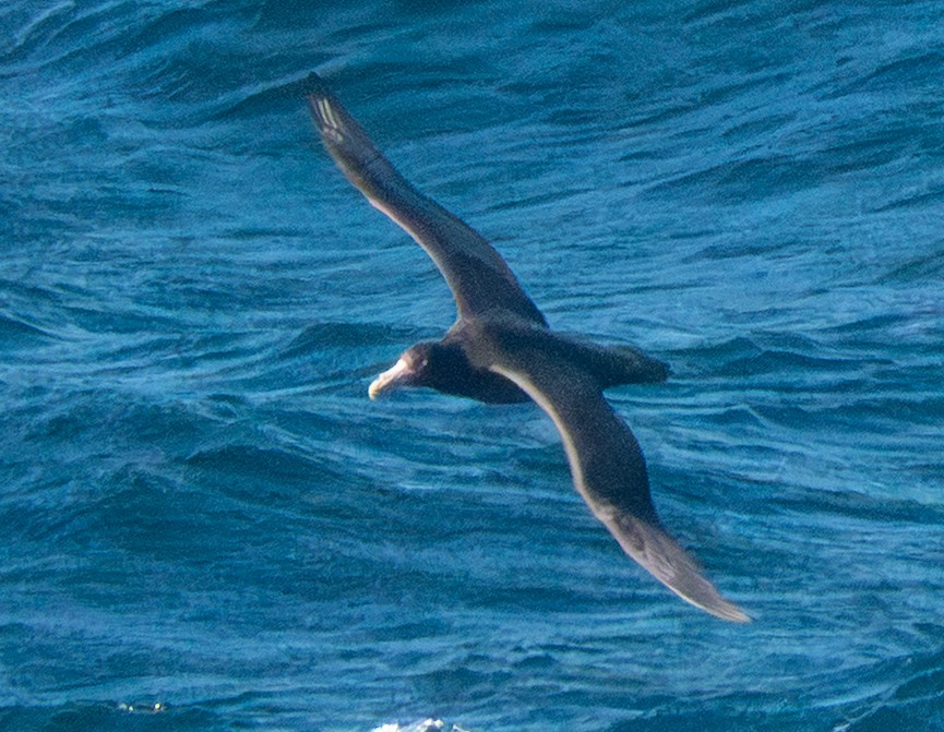 sørkjempepetrell - ML643730601