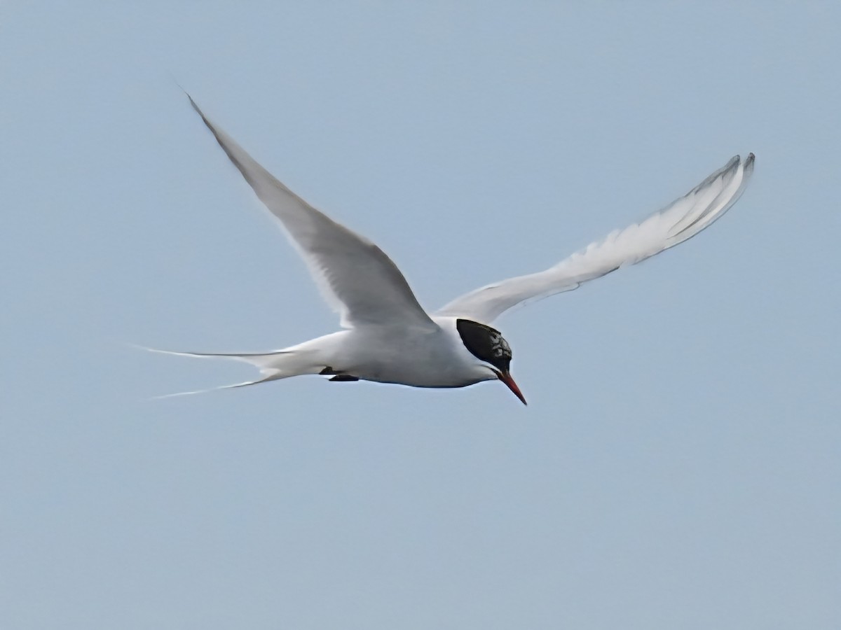 Arctic Tern - ML643730609
