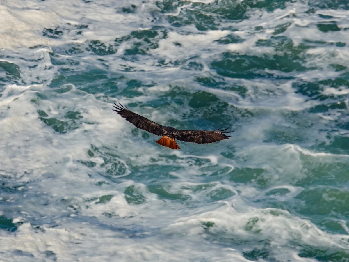 Red-tailed Hawk - ML643730611