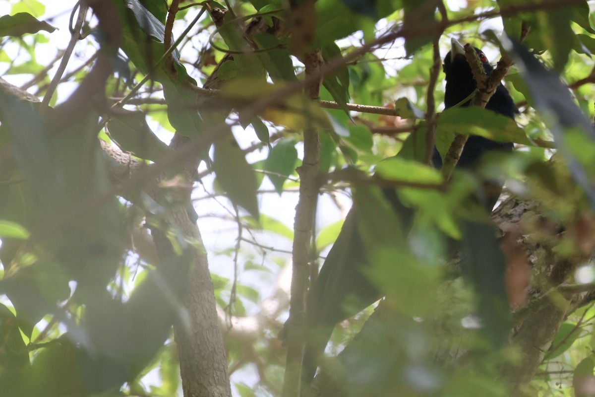 Pacific Koel - ML643730612