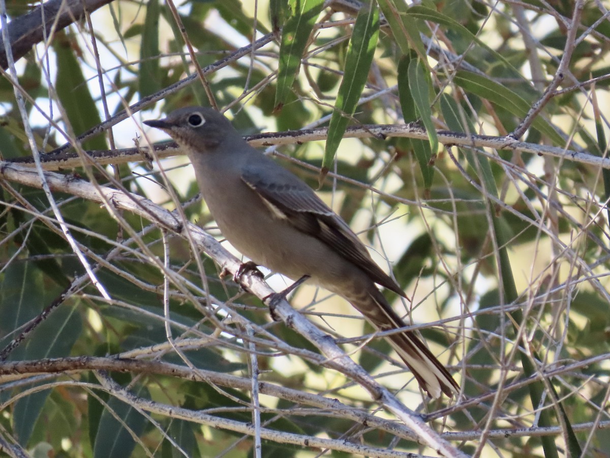 Townsend's Solitaire - ML643730615