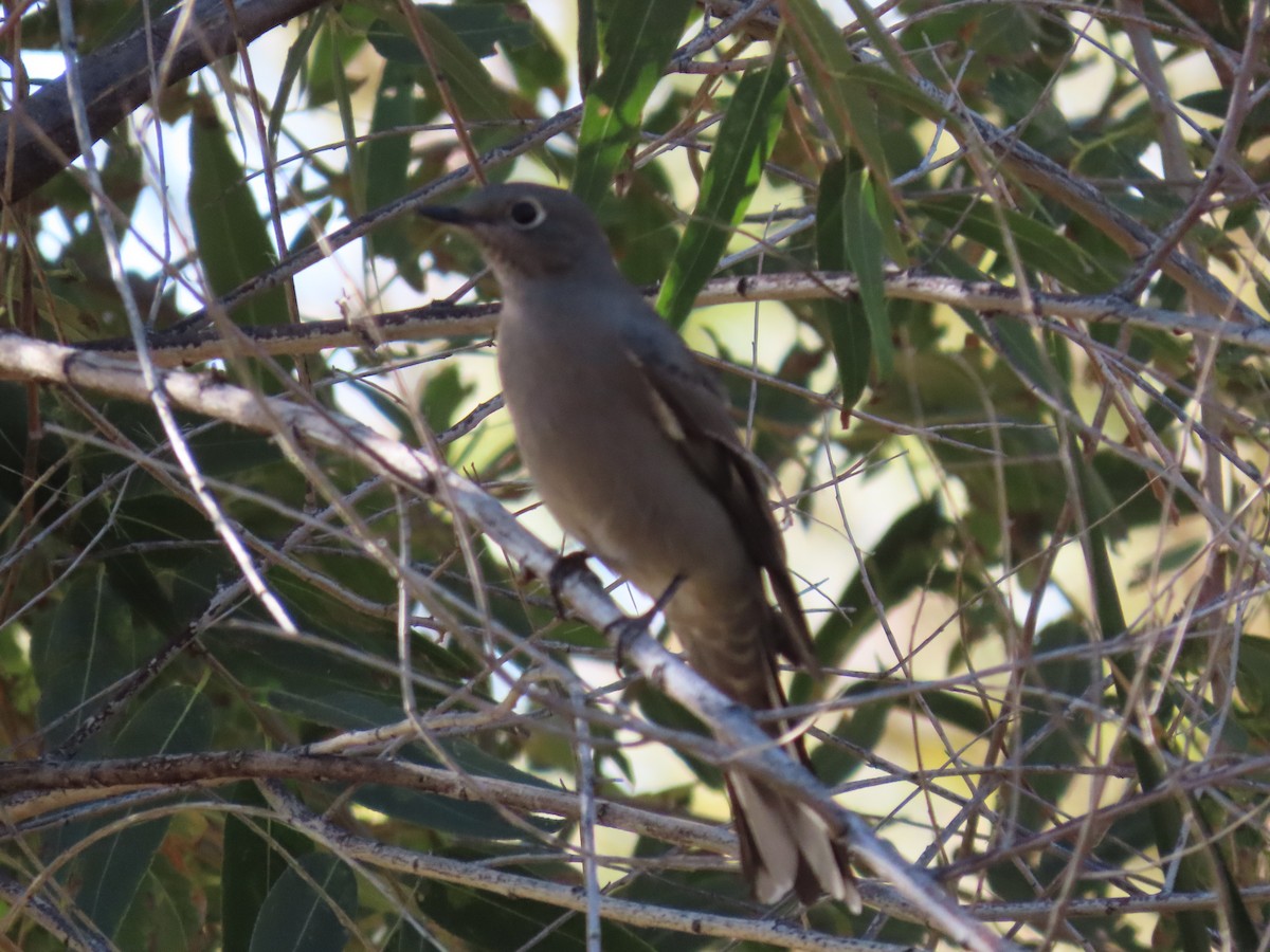 Townsend's Solitaire - ML643730616