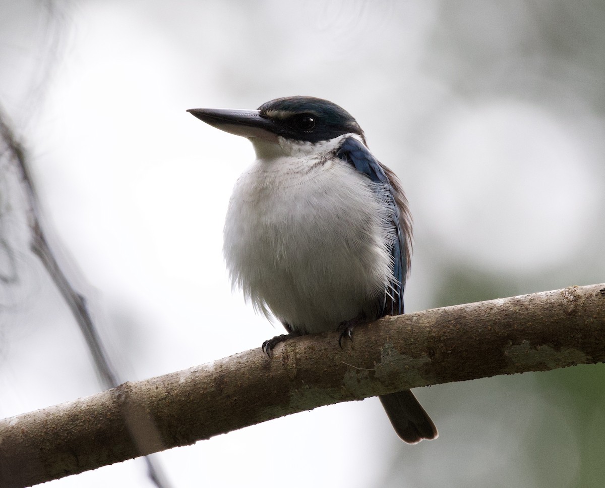 Pasifik Yalıçapkını - ML643730624