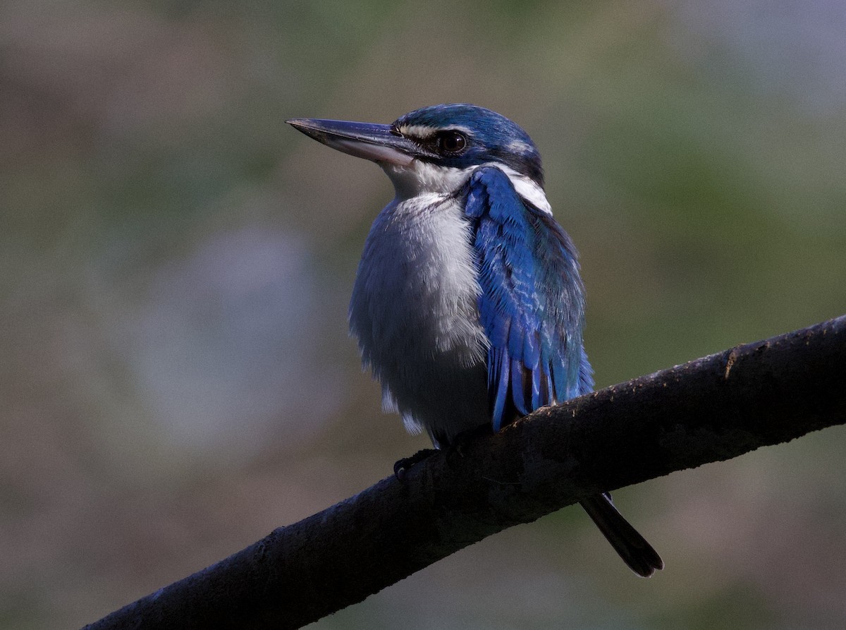 Pasifik Yalıçapkını - ML643730625