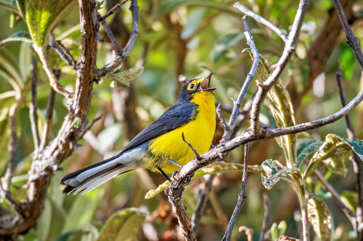Spectacled Redstart - ML643730632