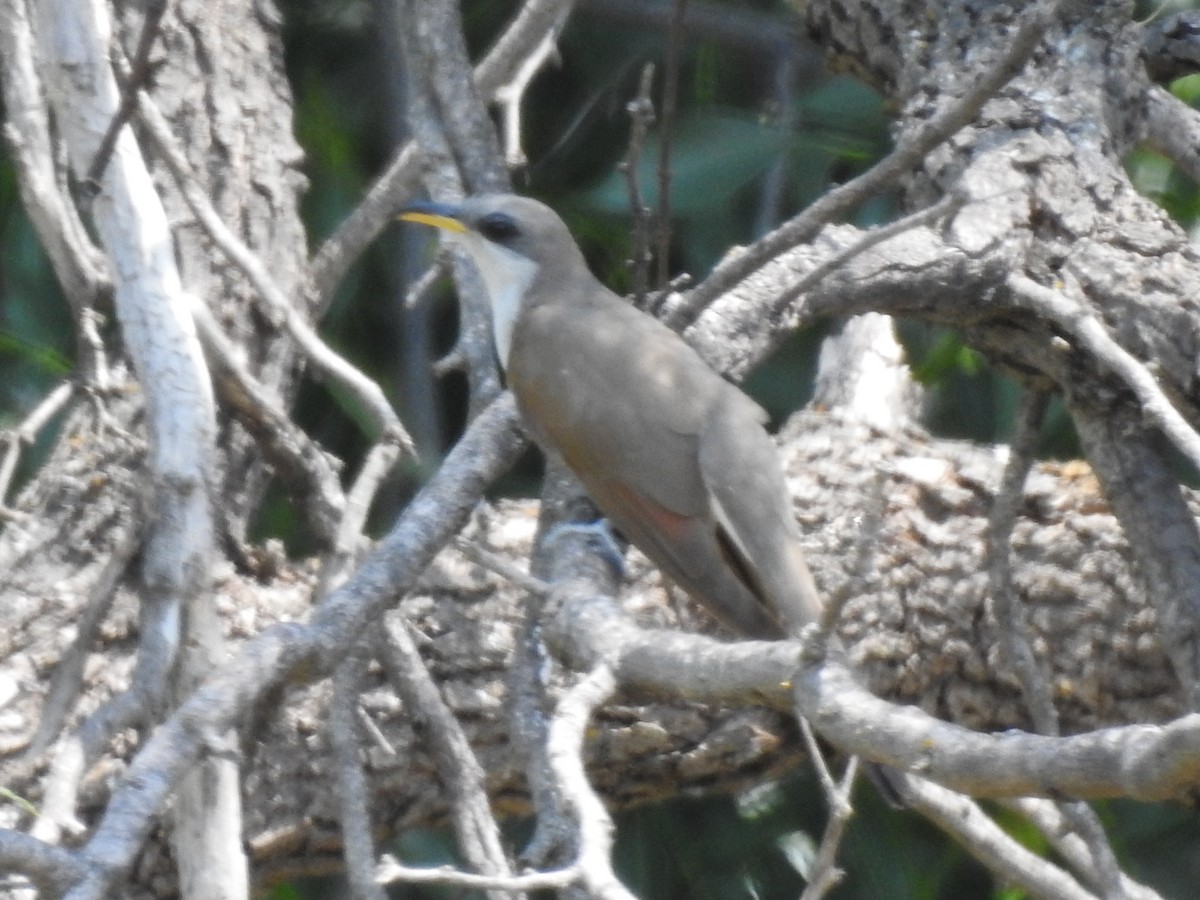 Yellow-billed Cuckoo - ML643730649