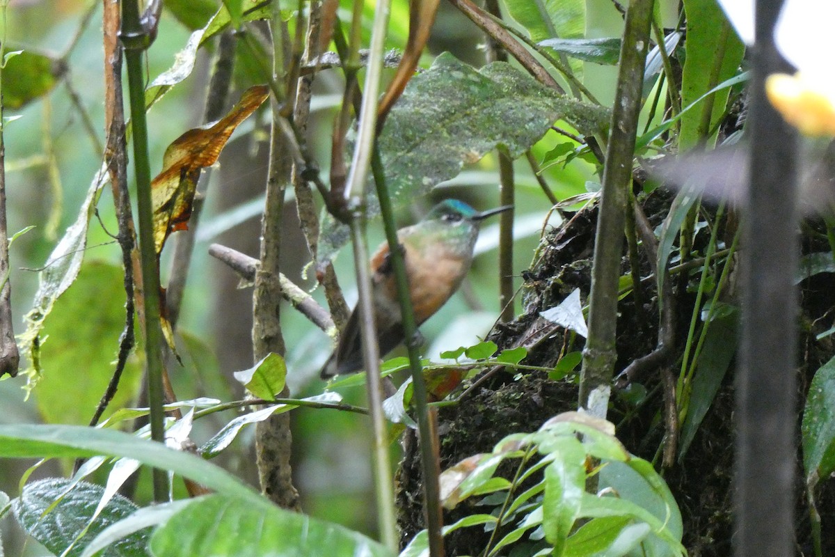 Long-tailed Sylph - ML643730650