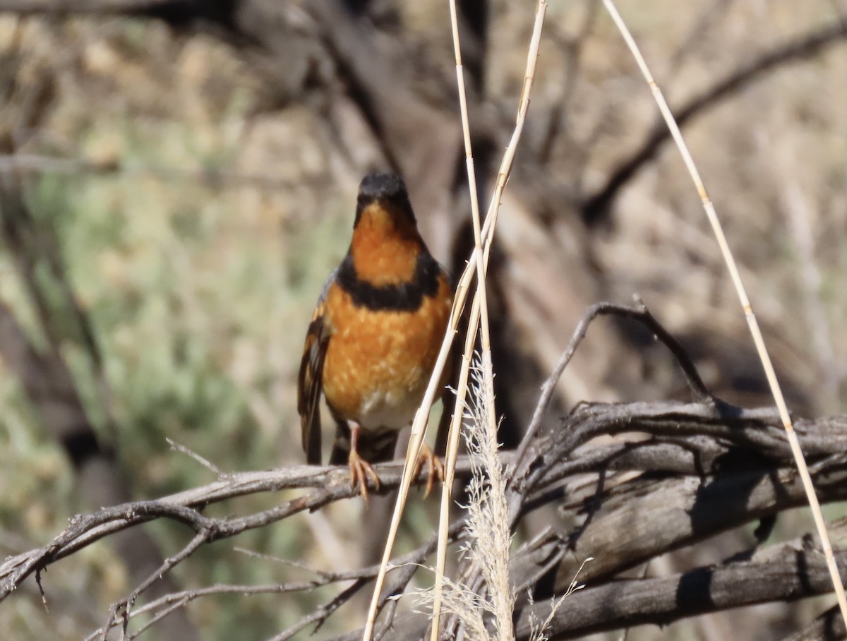 Varied Thrush - ML643730661