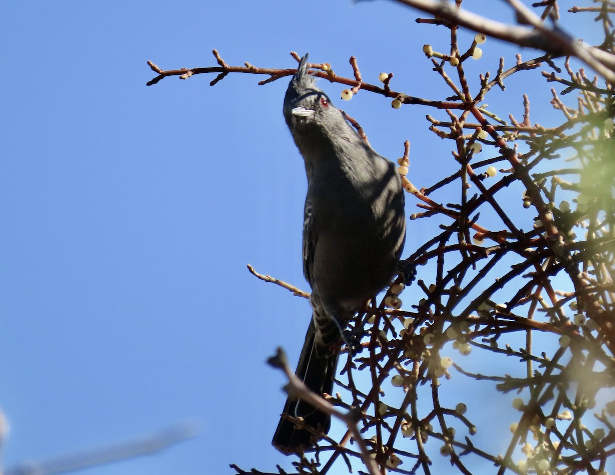 Phainopepla - ML643730674