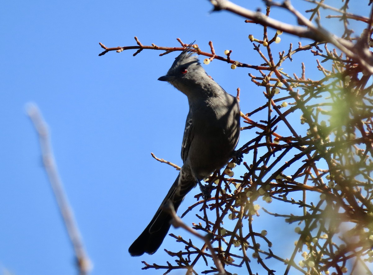 Phainopepla - ML643730675