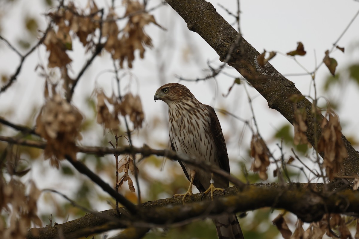Cooper's Hawk - ML643730678
