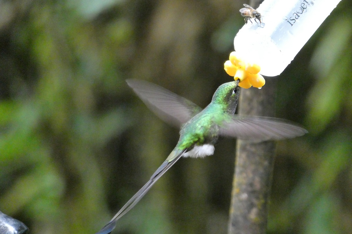 White-booted Racket-tail - ML643730681