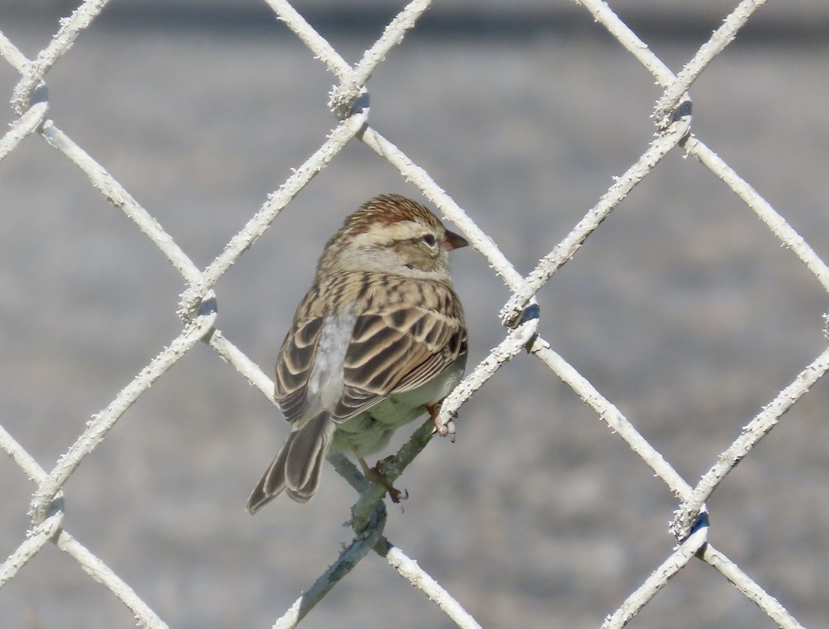 Chipping Sparrow - ML643730687