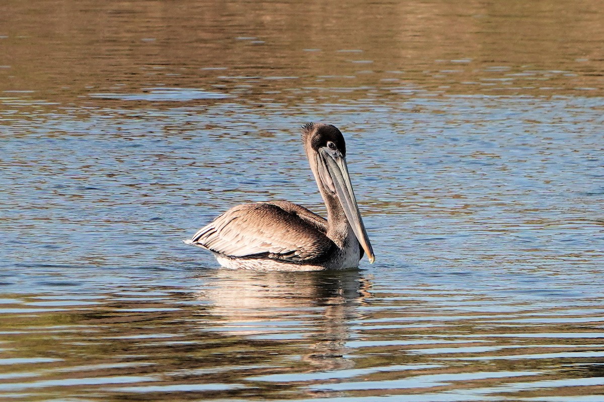 Brown Pelican - ML643730688