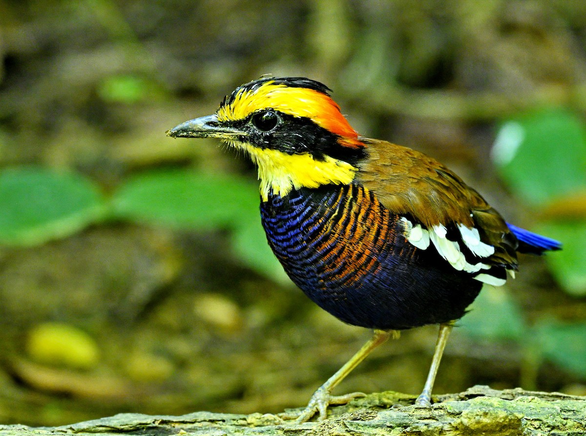 Malayan Banded-Pitta - ML643730716