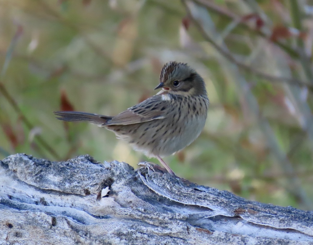 Lincoln's Sparrow - ML643730718