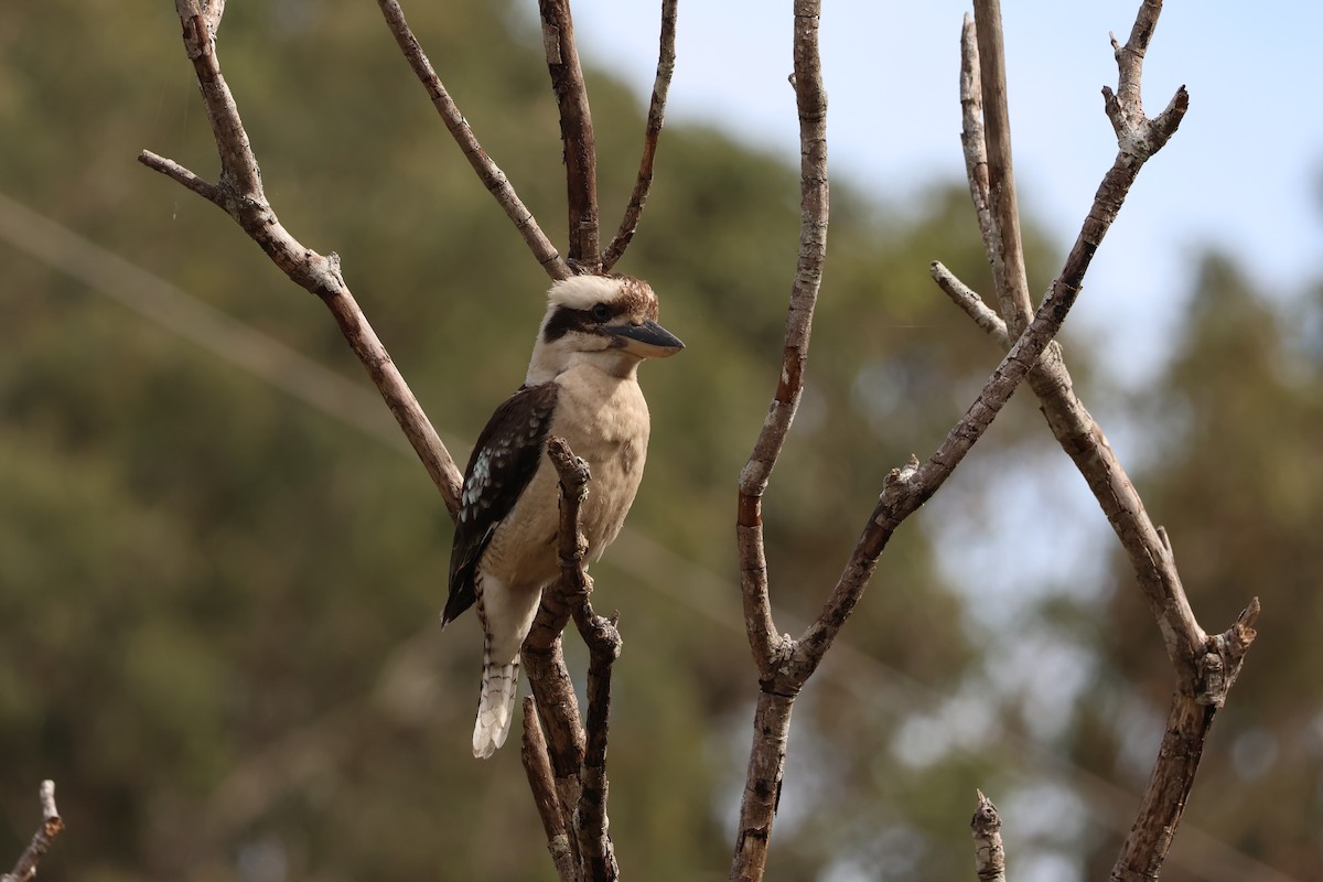 Laughing Kookaburra - ML643730719