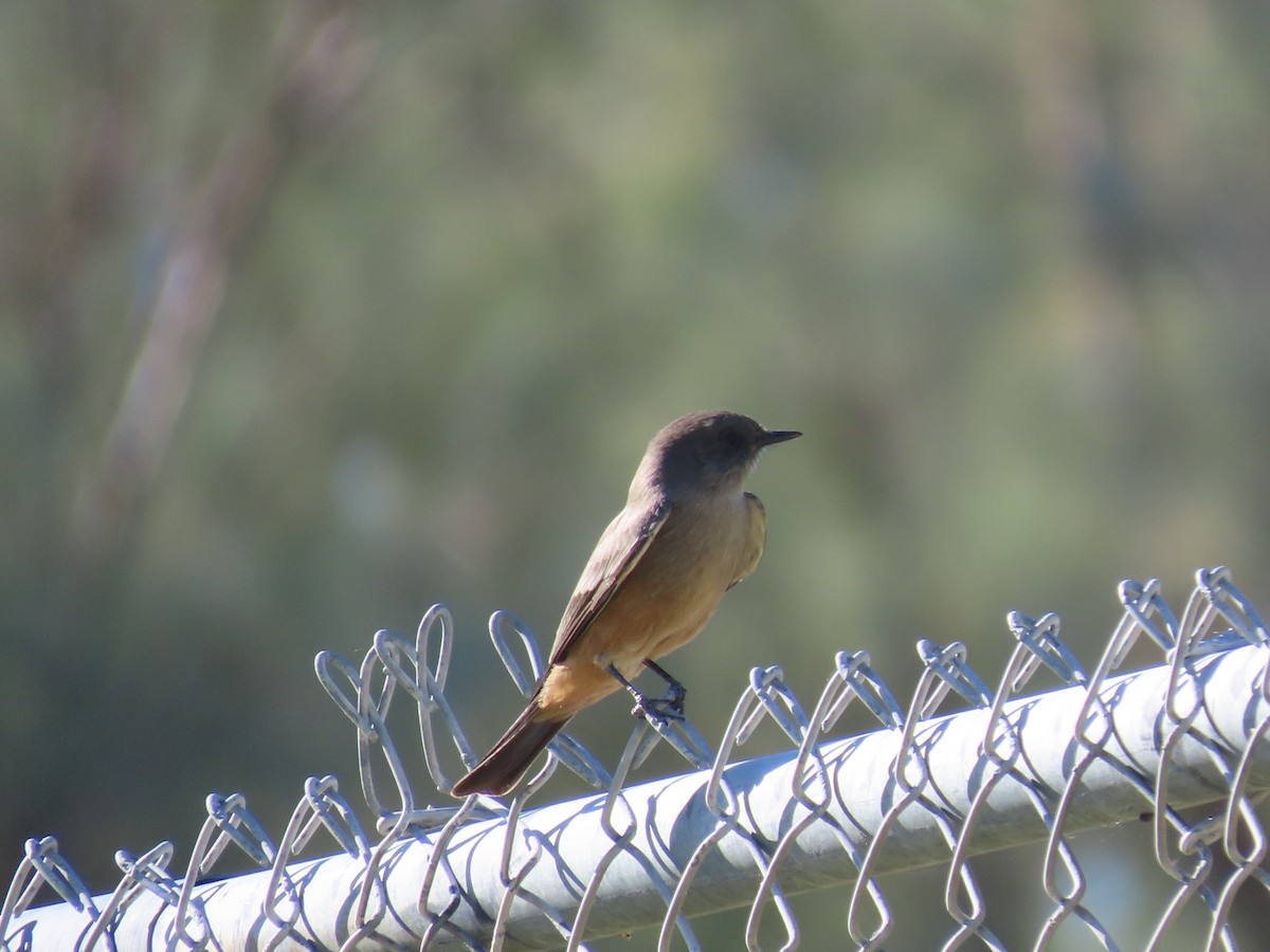 Say's Phoebe - ML643730761