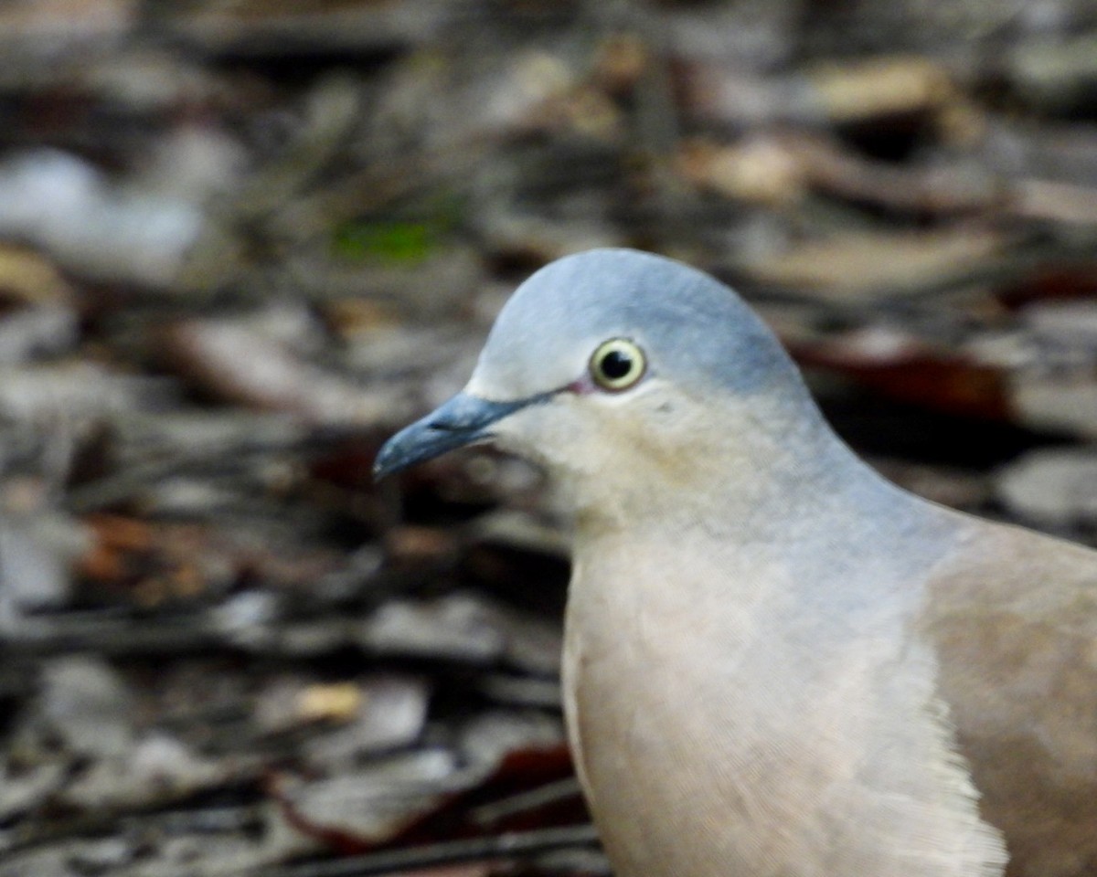 Gray-headed Dove - ML643730781