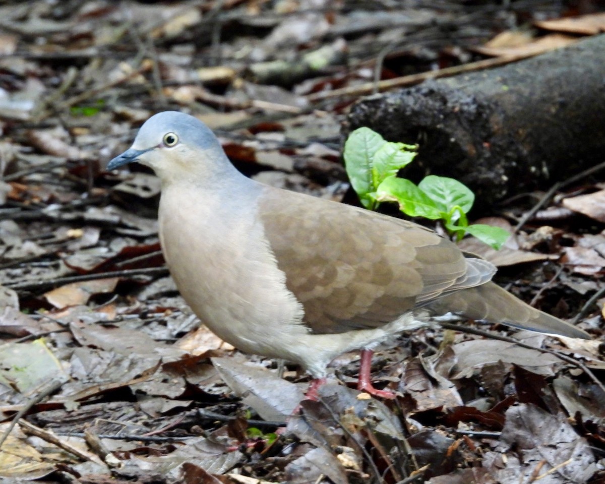 Gray-headed Dove - ML643730782
