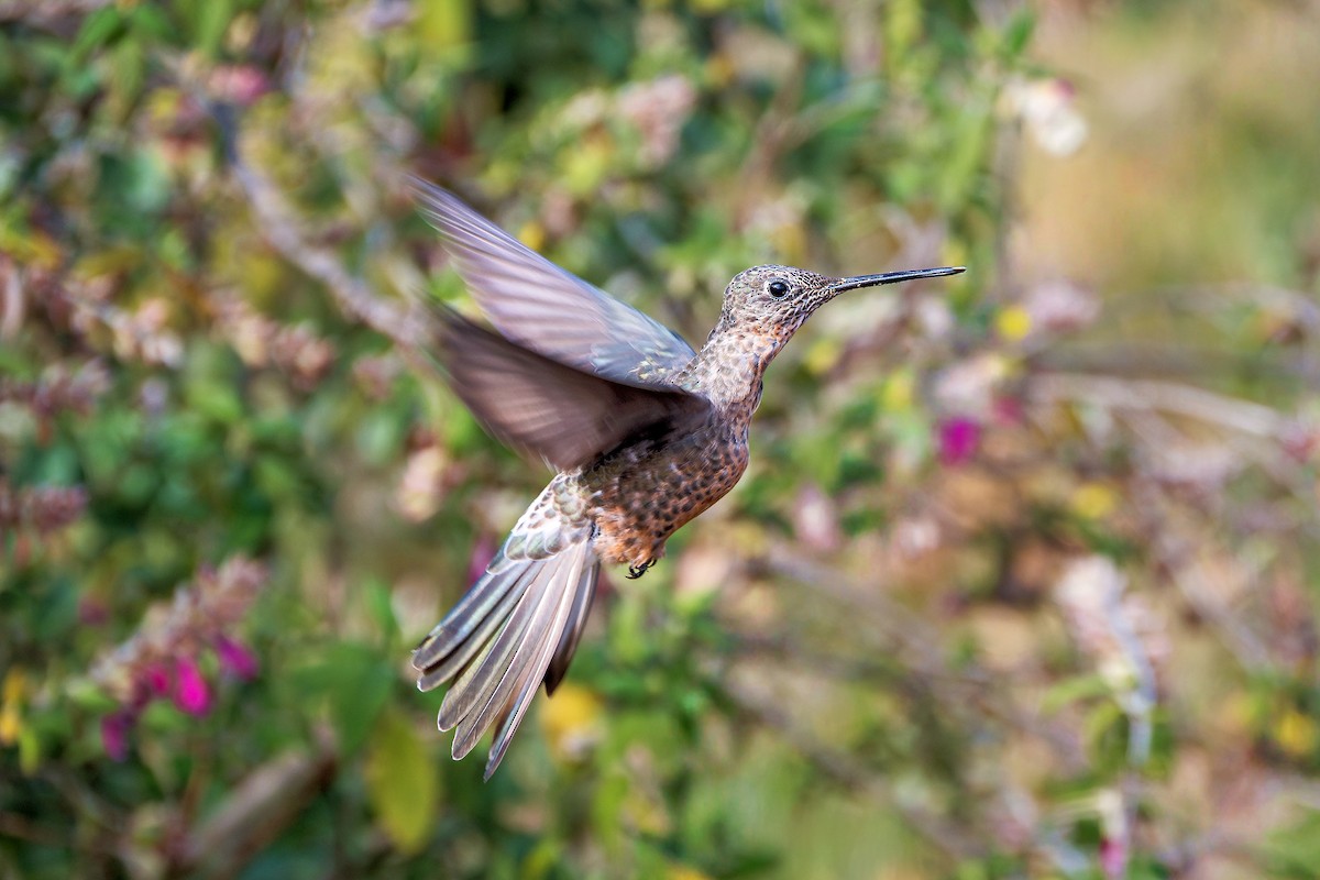 kjempekolibri - ML643730783