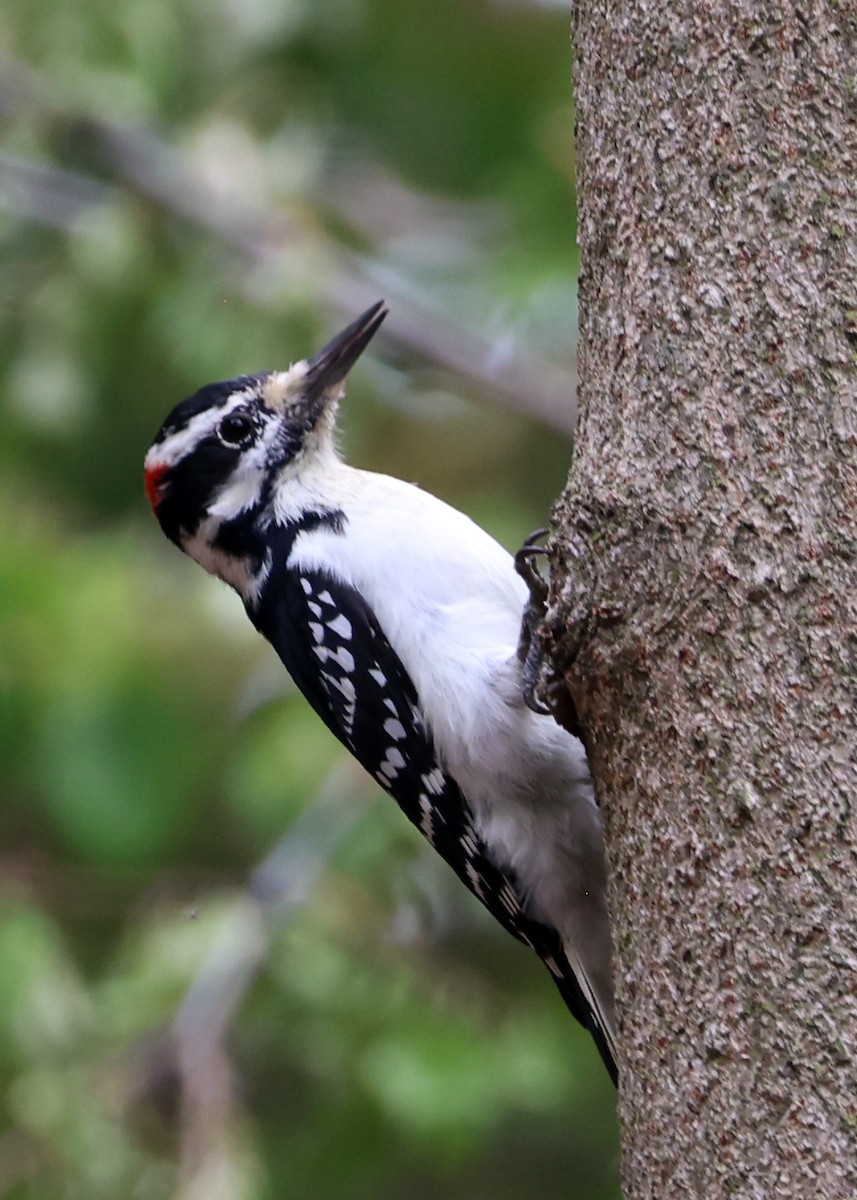 Hairy Woodpecker - ML643730787
