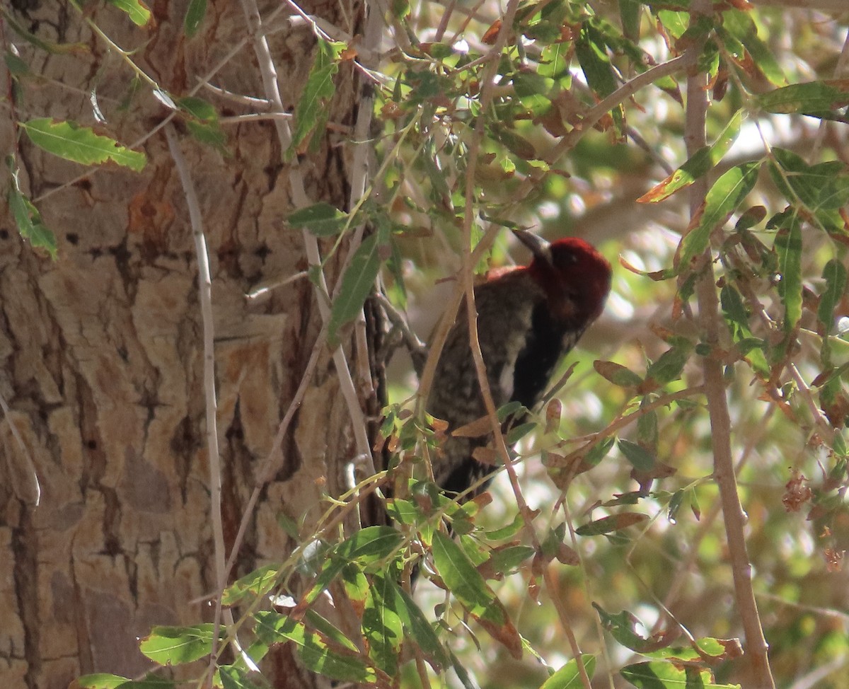 Red-breasted Sapsucker - ML643730788