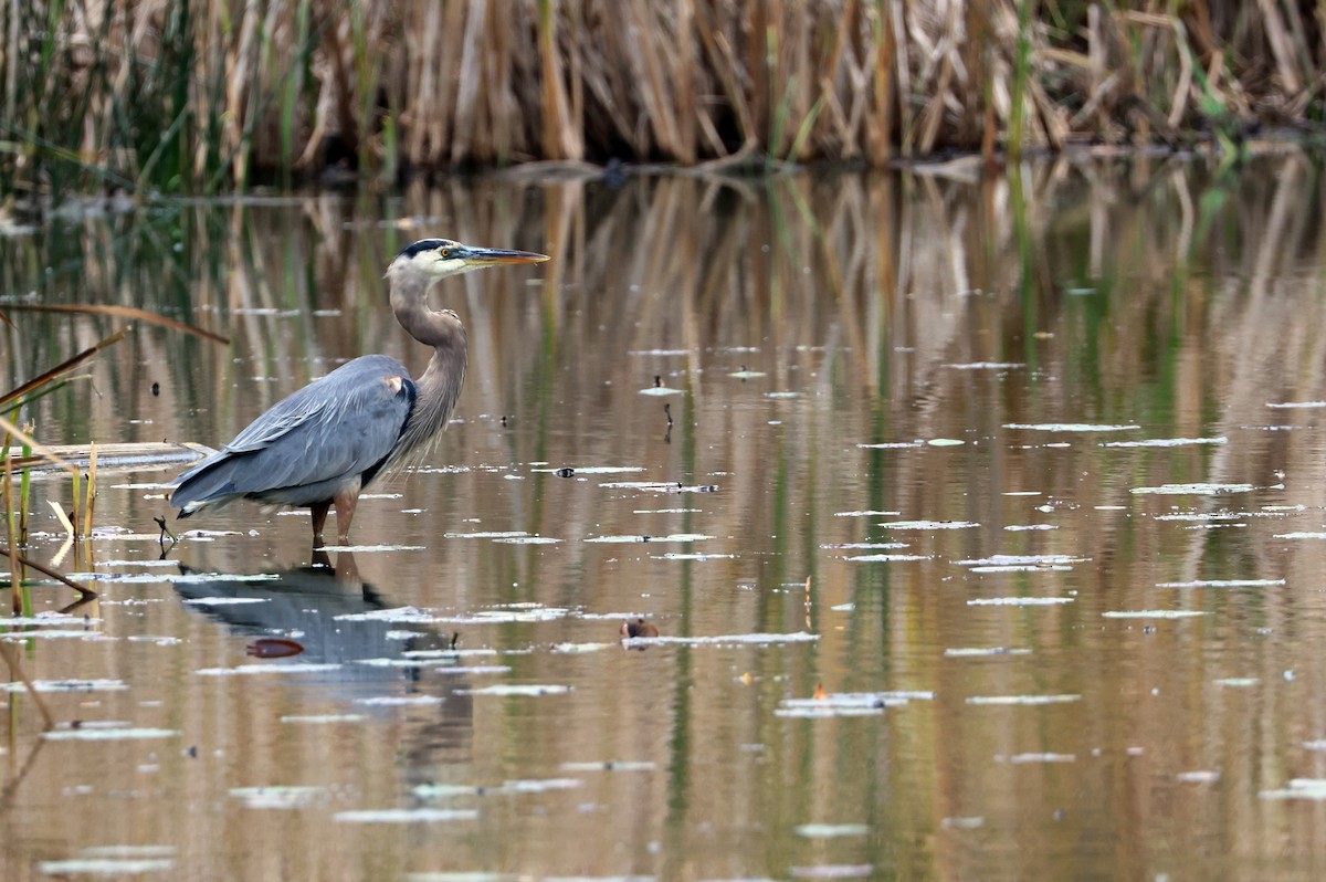 Great Blue Heron - ML643730795