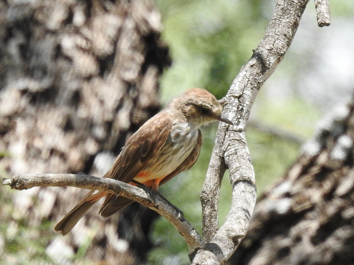Vermilion Flycatcher - ML643730802