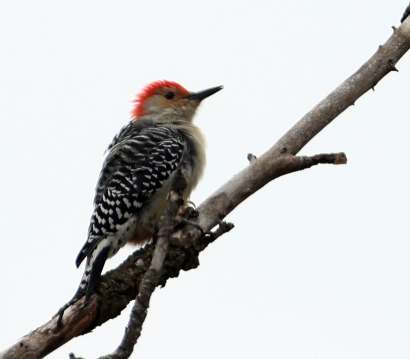 Red-bellied Woodpecker - ML643730803