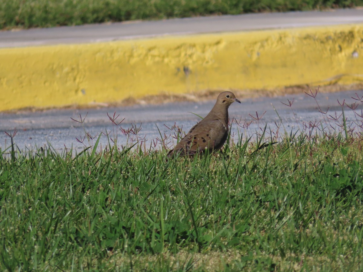 Mourning Dove - ML643730807