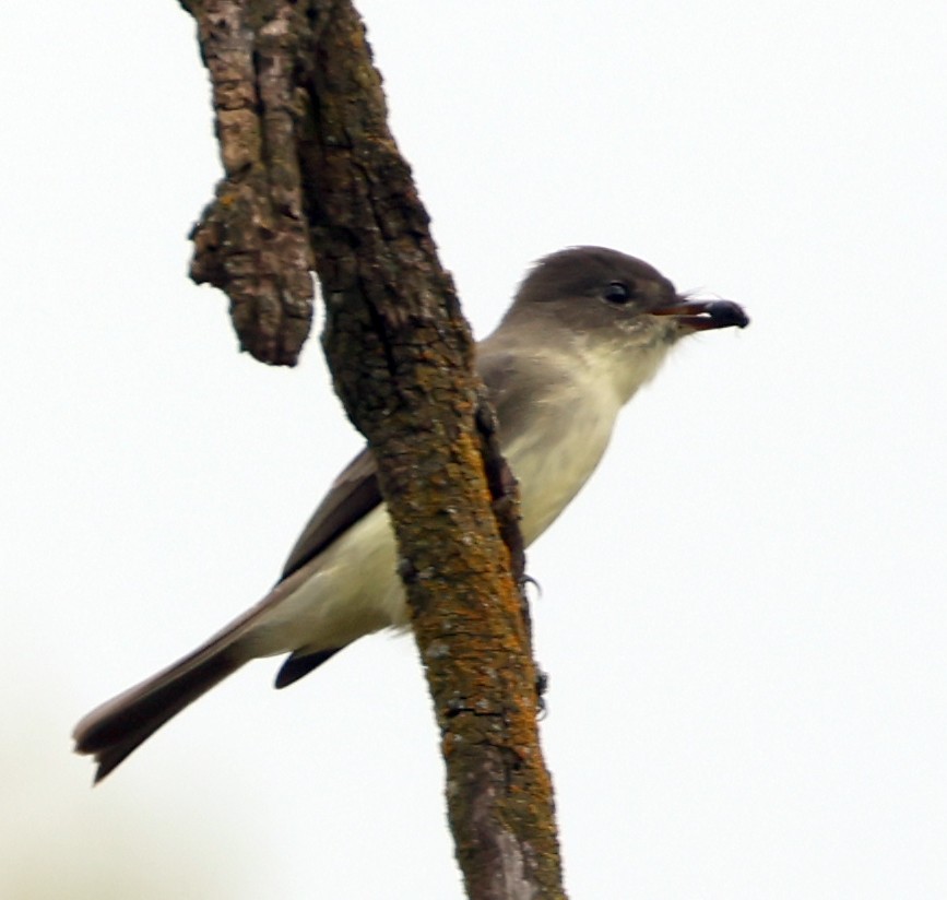 Eastern Phoebe - ML643730817