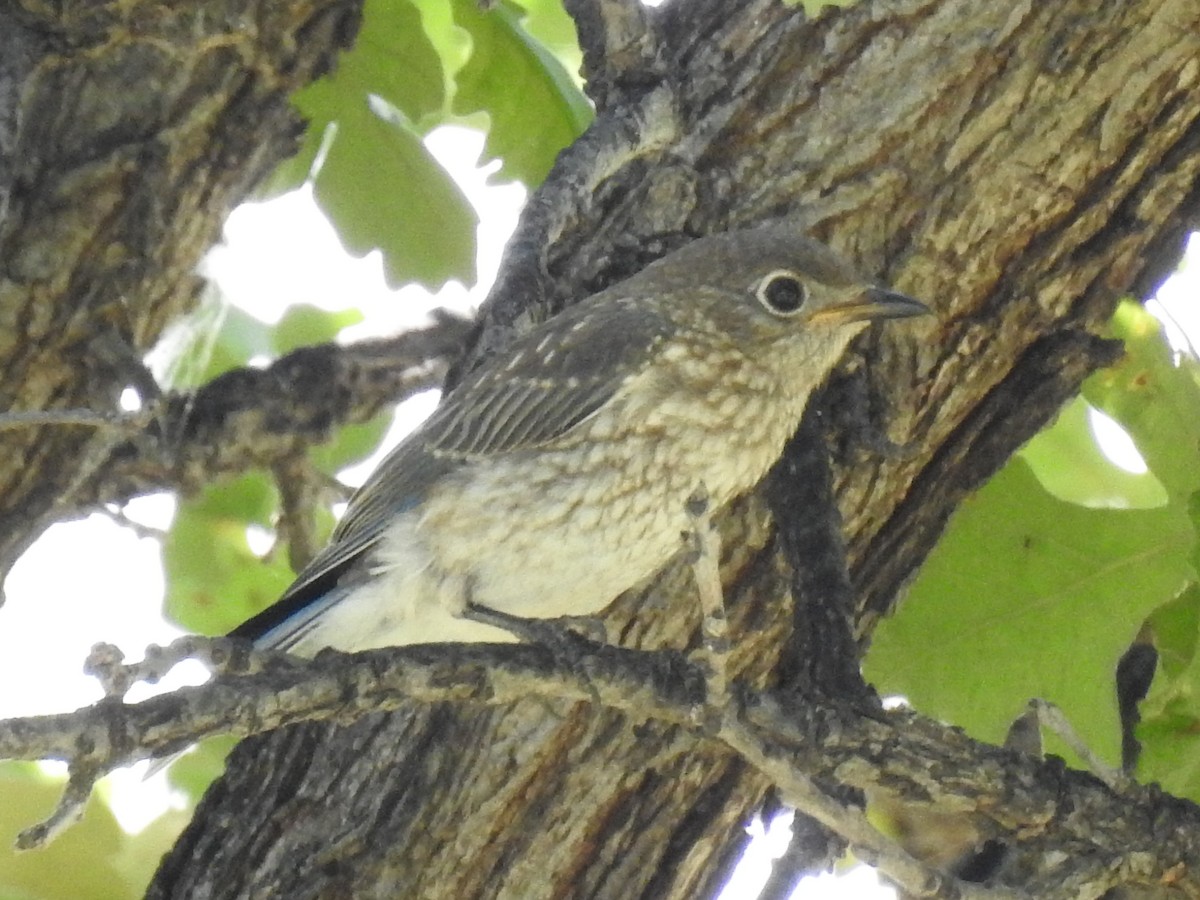 Eastern Bluebird - ML643730819