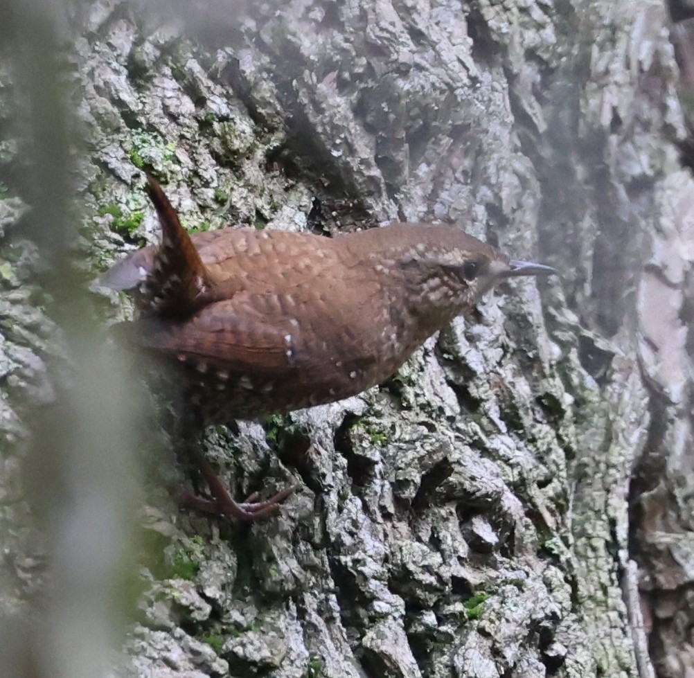 Winter Wren - ML643730820