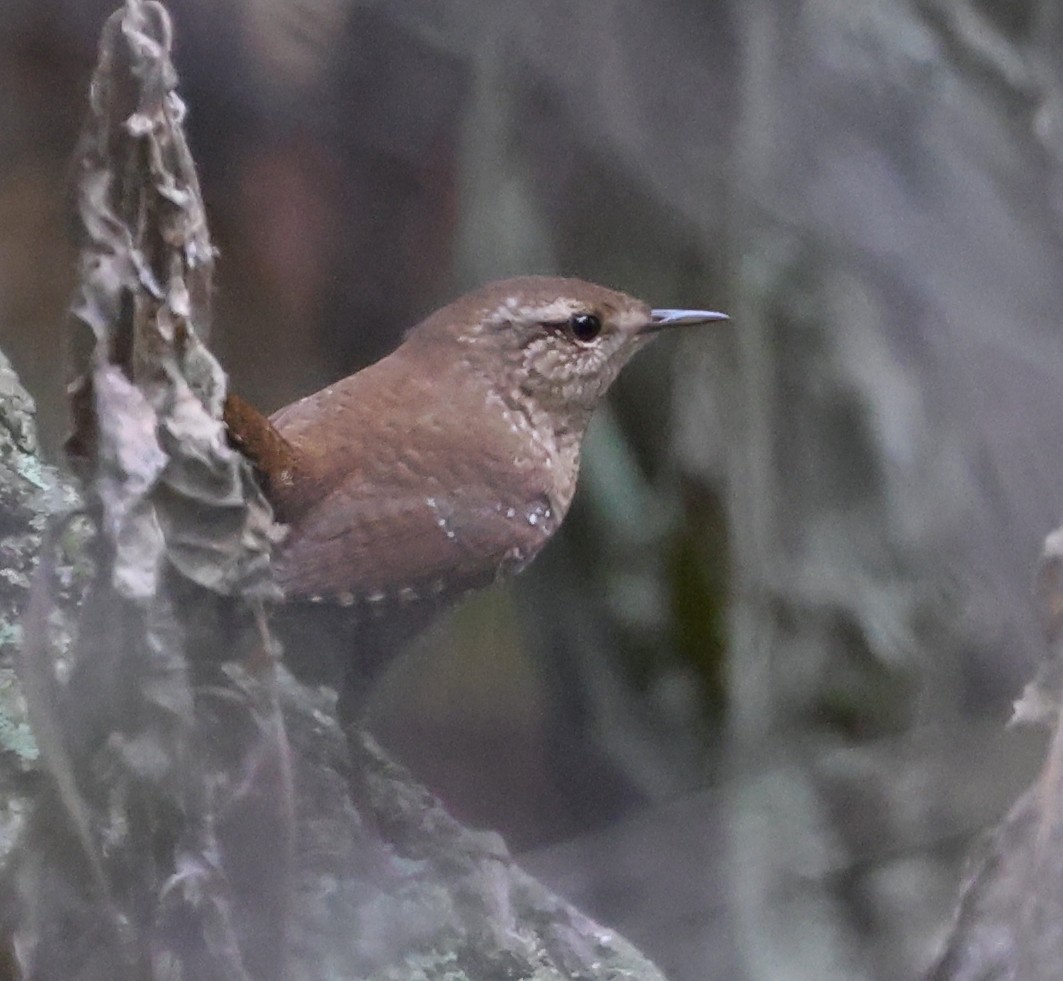 Winter Wren - ML643730821