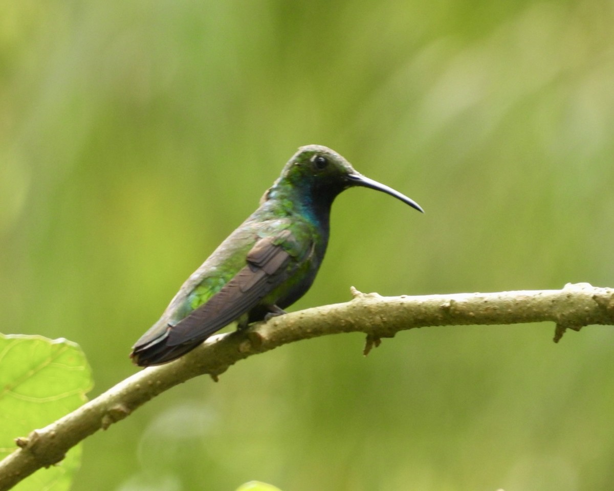 Black-throated Mango - ML643730826