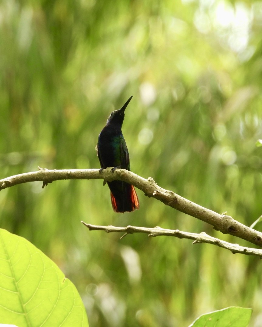 Black-throated Mango - ML643730827