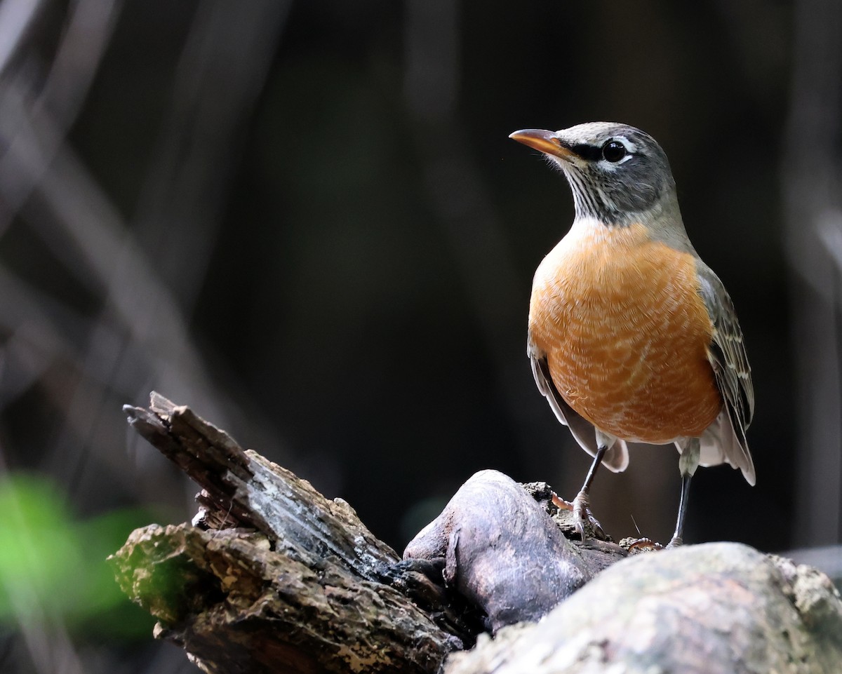 American Robin - ML643730834