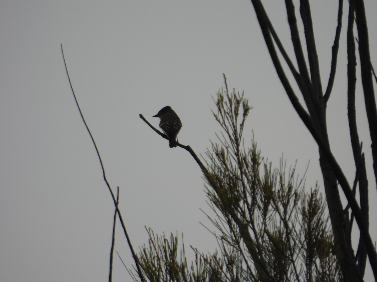 Western Wood-Pewee - ML643730838
