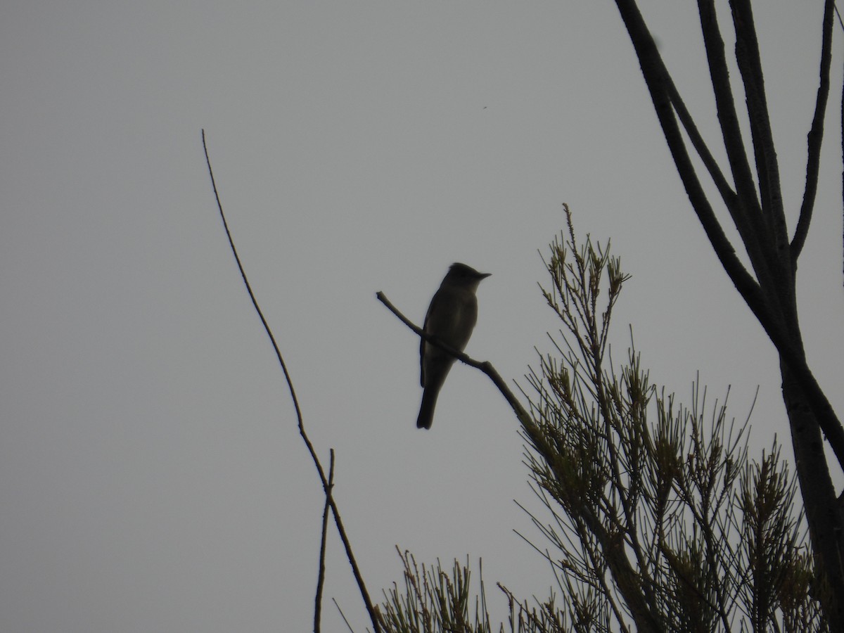 Western Wood-Pewee - ML643730839