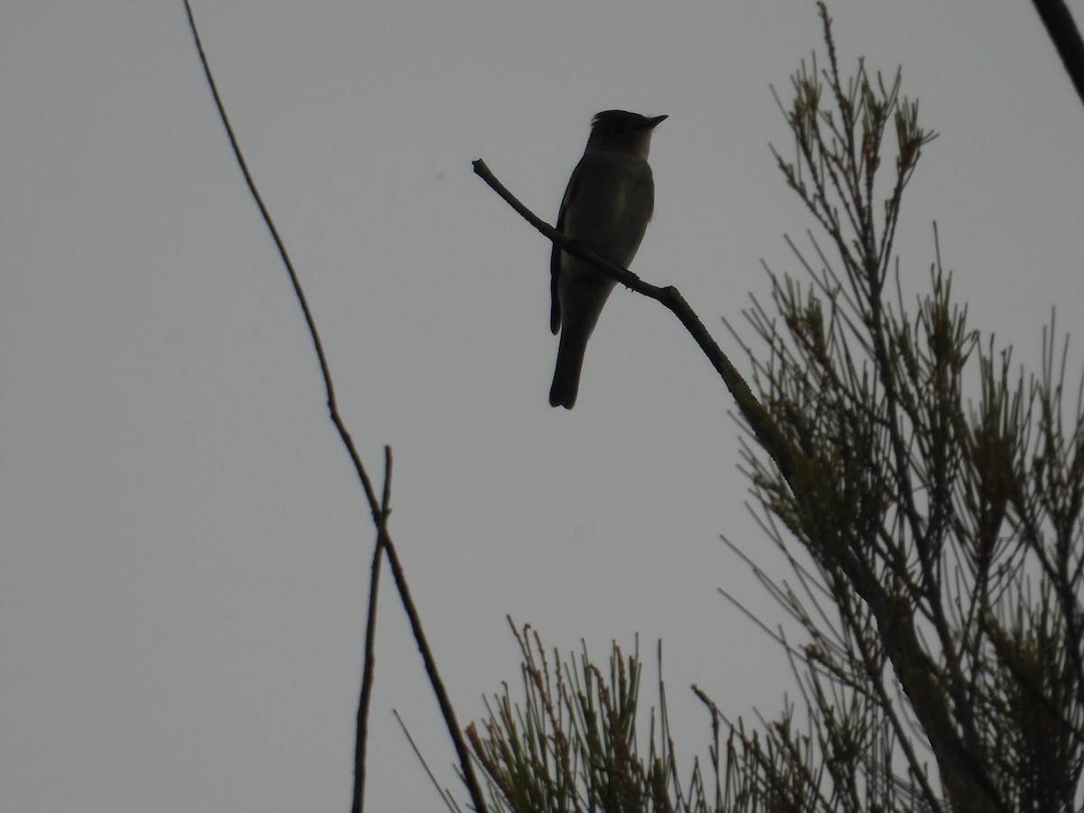 Western Wood-Pewee - ML643730840