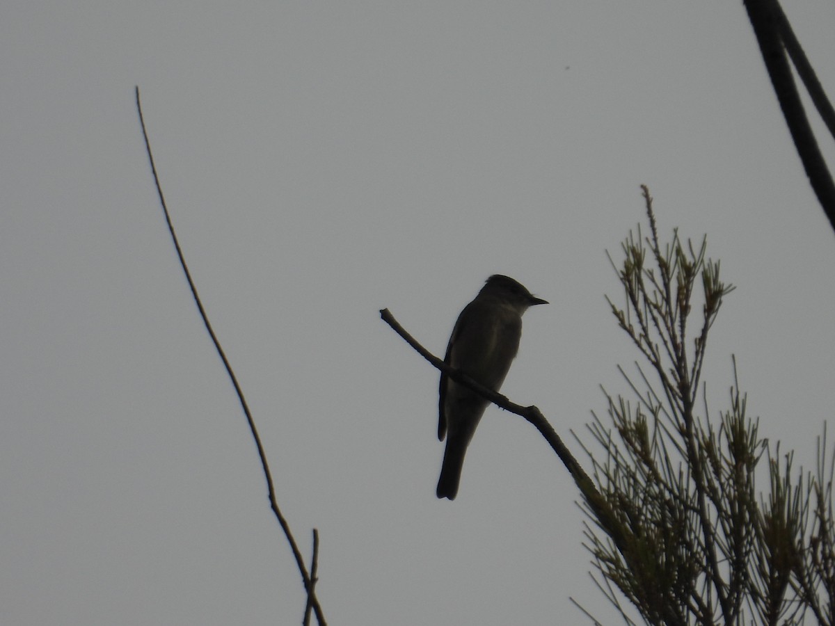 Western Wood-Pewee - ML643730841