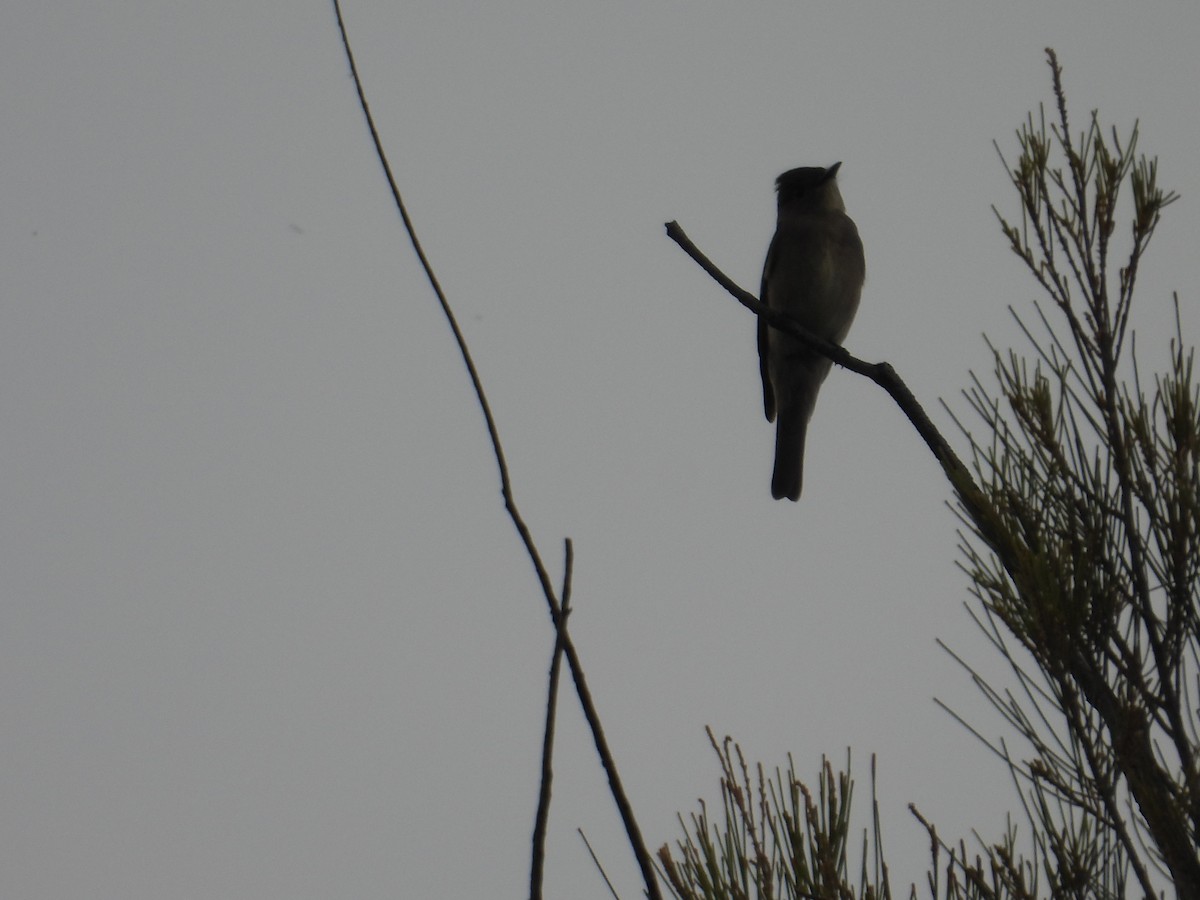 Western Wood-Pewee - ML643730842